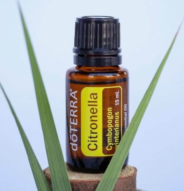 Citronella Óleo Essencial Cymbopogon winterianus (Citronela) - Imagem 2