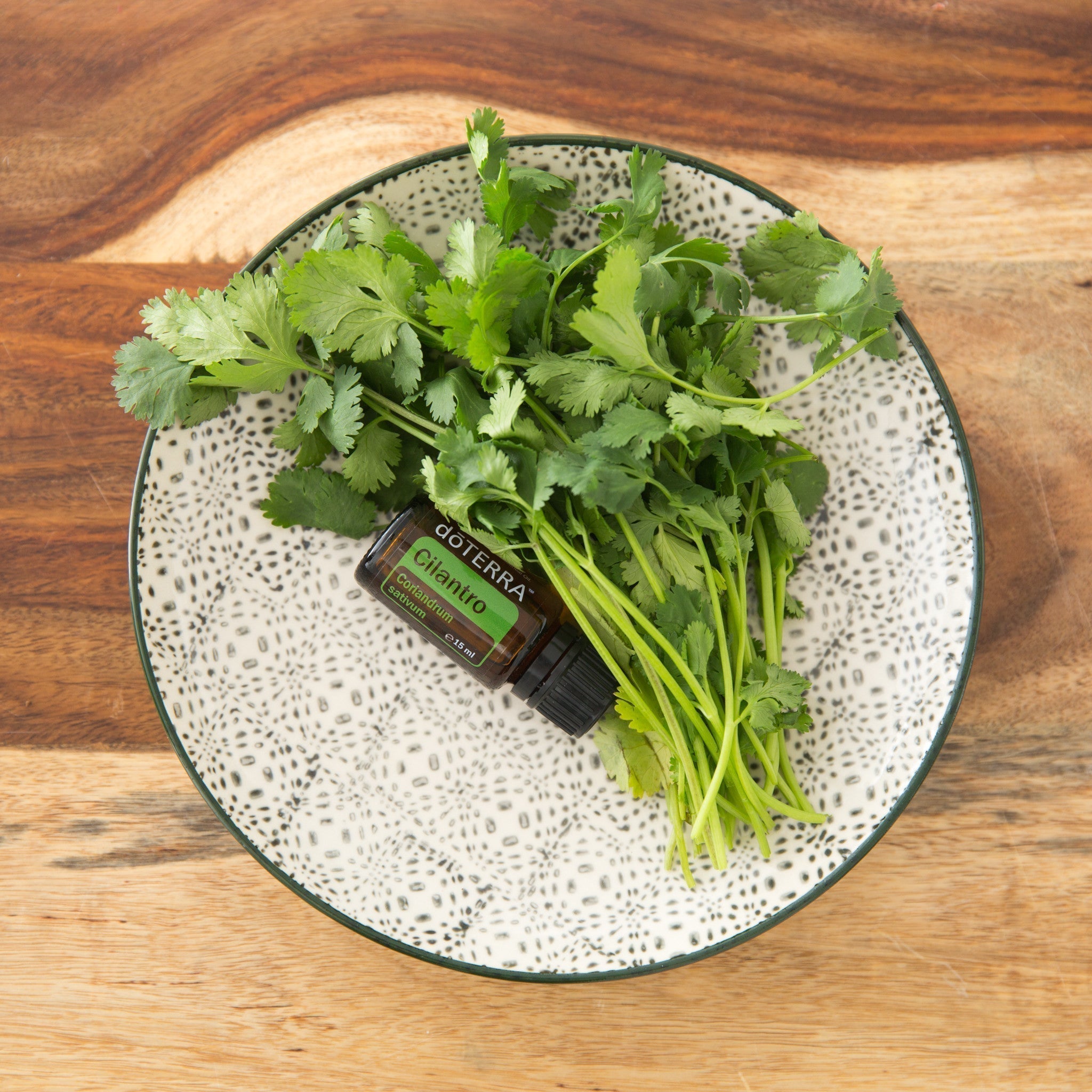 Cilantro Óleo Essencial Coriandrum sativum (Coentro) - Imagem 2
