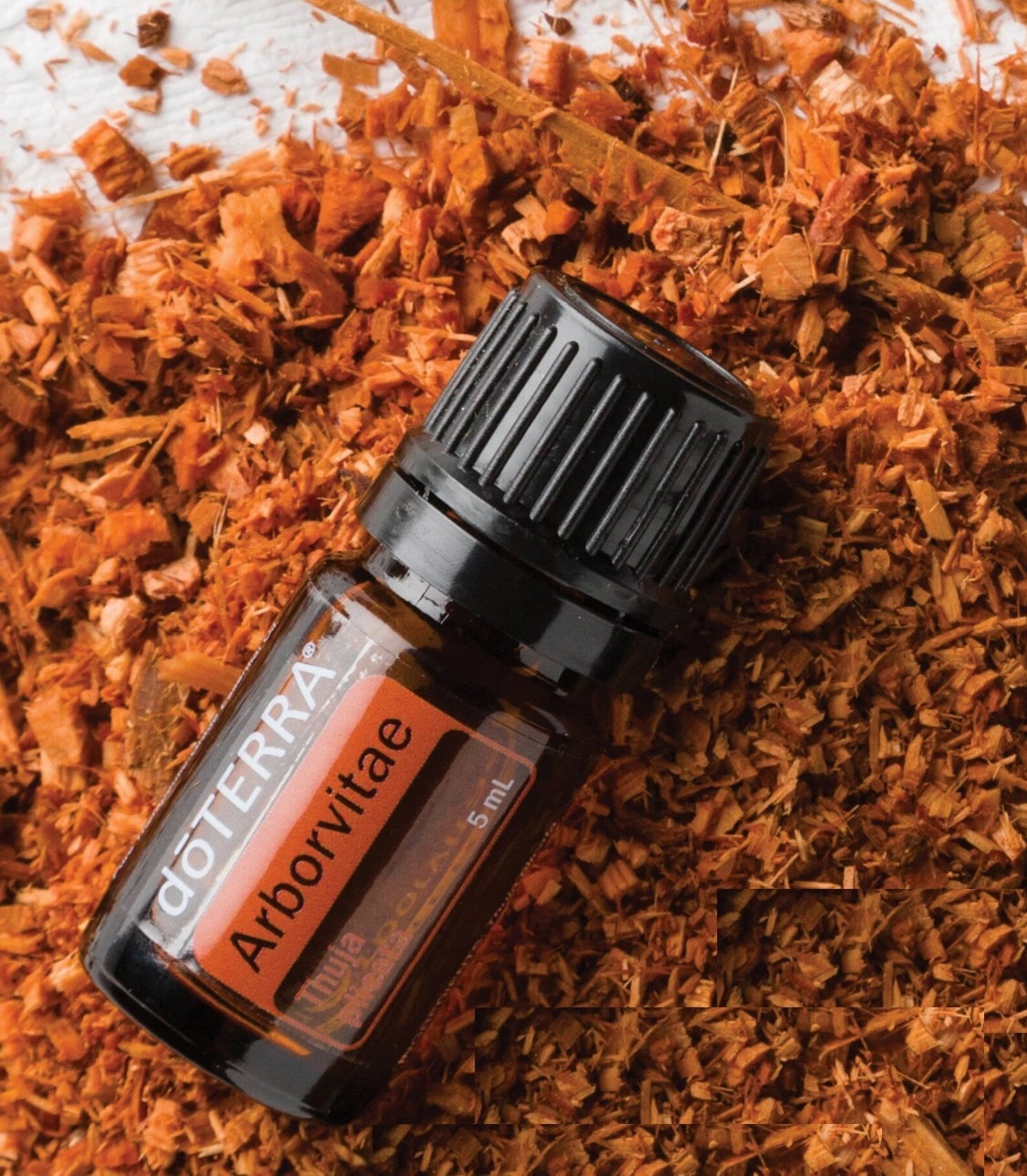 Arborvitae Óleo Essencial Thuja plicata (Arborvitae) - Imagem 3