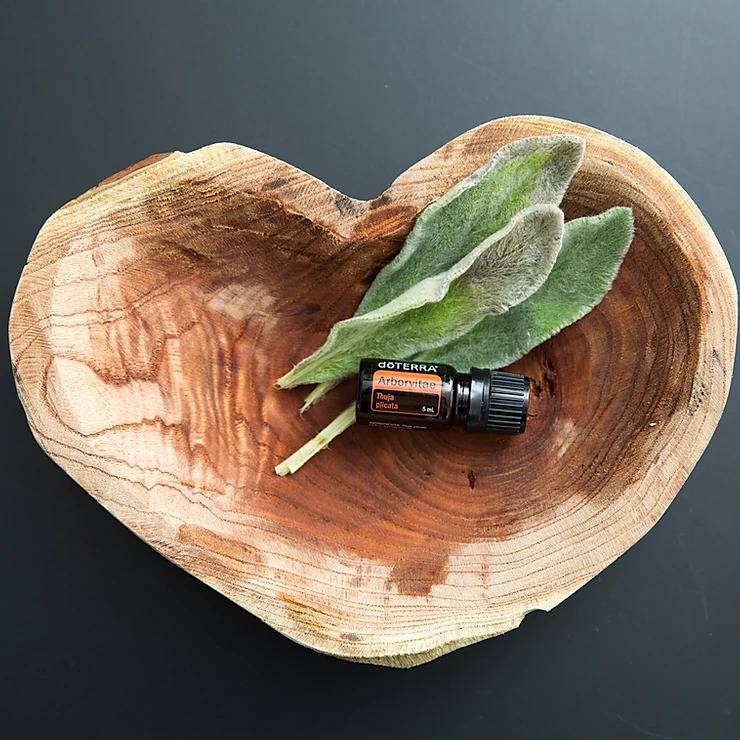 Arborvitae Óleo Essencial Thuja plicata (Arborvitae) - Imagem 2